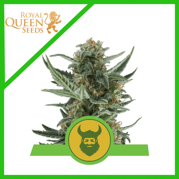 ROYAL DWARF AUTO X1-ROYAL QUEEN SEEDS