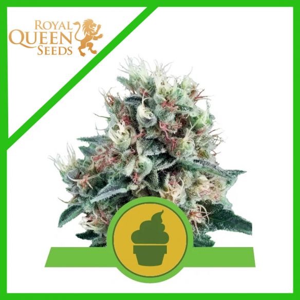 ROYAL CREAMATIC AUTO X3-ROYAL QUEEN