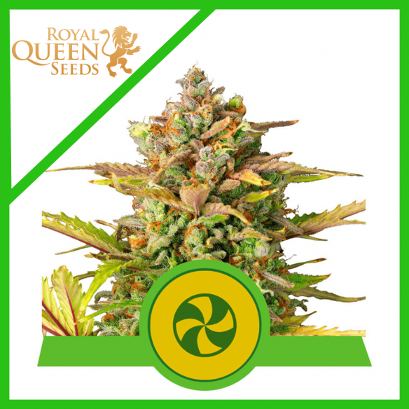 SWEET ZZ USA PREMIUM AUTO X3-ROYAL QUEEN