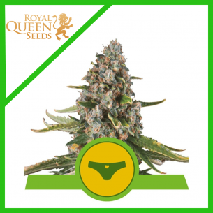 SHERBET QUEEN USA PREMIUM...