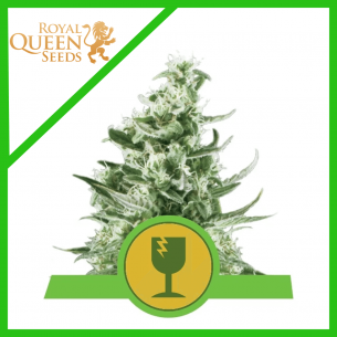 ROYAL CRITICAL AUTO...