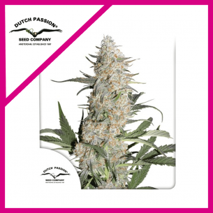 CRITICAL ORANGE PUNCH  FEM...