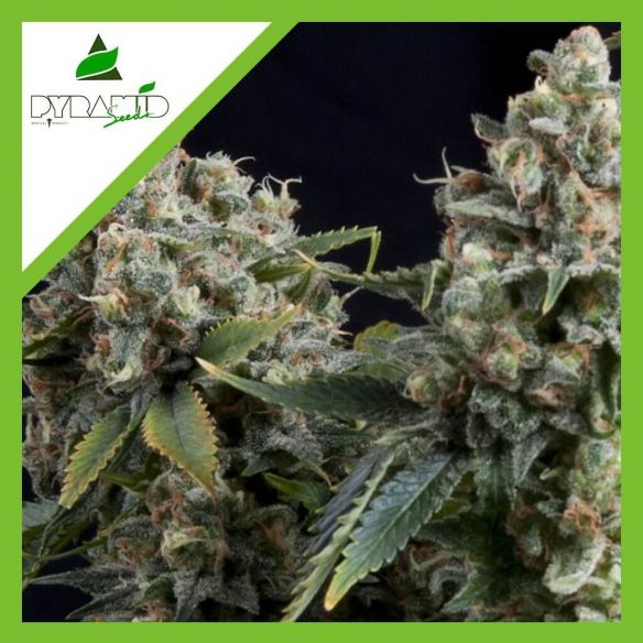 TUTANKHAMON  AUTO X1-PYRAMID SEEDS