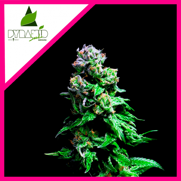 PURPLE URKLE FEM X3+1-PYRAMID SEEDS