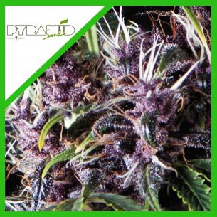 PURPLE AUTO X3+1-PYRAMID SEEDS