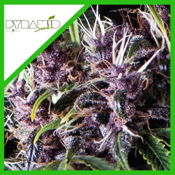 PURPLE AUTO X3+1-PYRAMID SEEDS