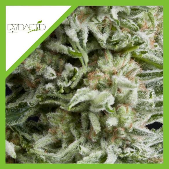 AMNESIA GOLD AUTO X3+1-PYRAMID SEEDS