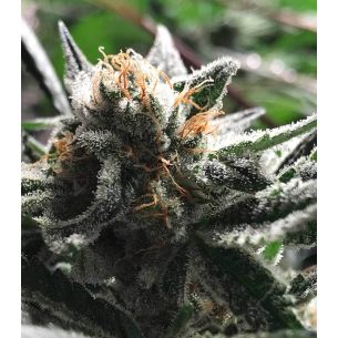CONDOR AUTO X3-RKIEM SEEDS