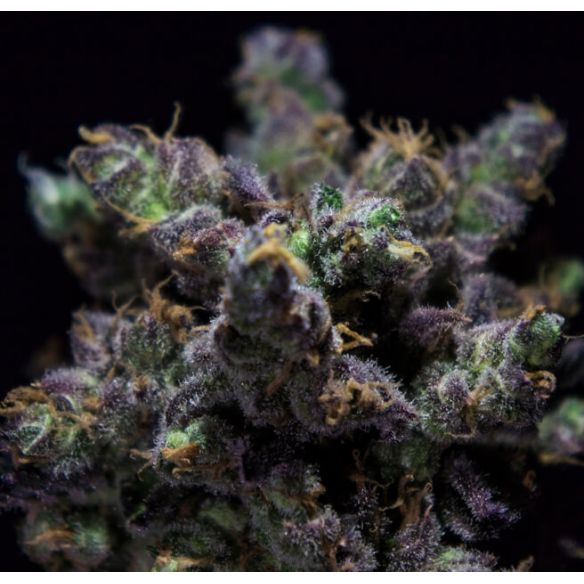 HARYBO FEM X3-RKIEM SEEDS