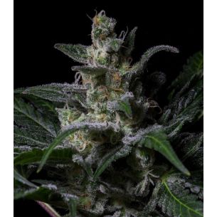 MUSE FEM X3-RKIEM SEEDS