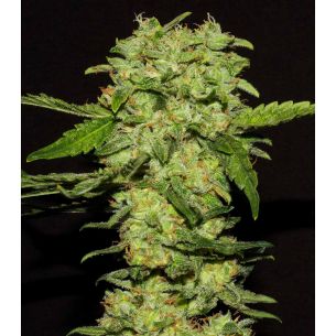 PORTELA FEM X3-RKIEM SEEDS