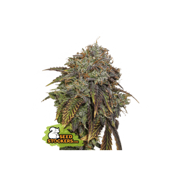 GELATO 41 AUTO X3 SEEDSTOCKERS