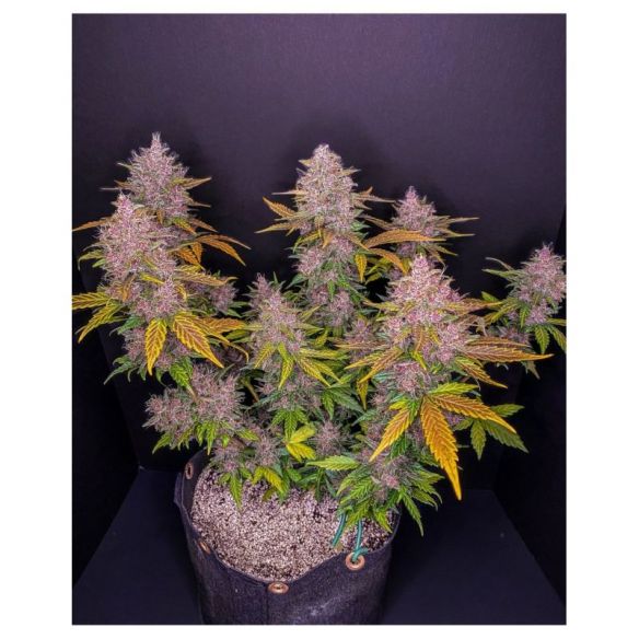 LSD 25  AUTO X5-FAST BUDS