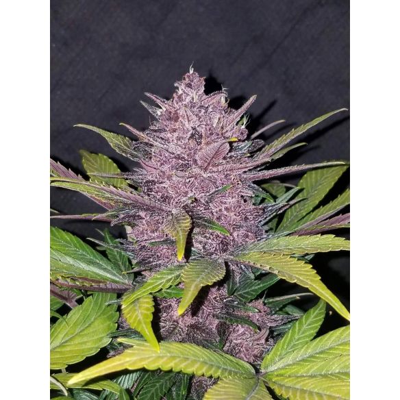 BLACKBERRY AUTO X5-FAST BUDS