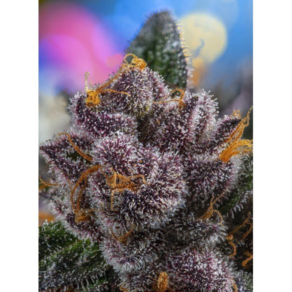 RED STRAWBERRY BANANA AUTO® X5+2-SWEET SEEDS