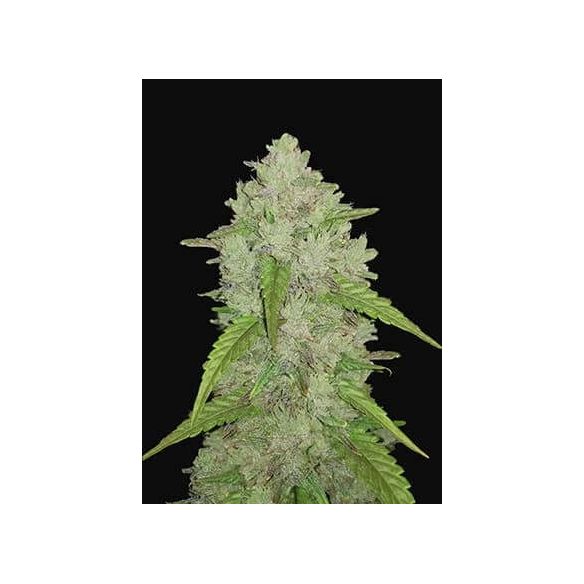 ORIGINAL AMNESIA HAZE  AUTO X3-FAST BUDS