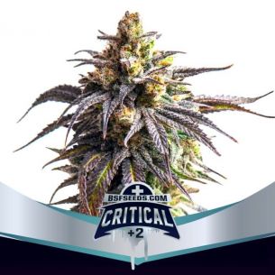 CRITICAL +2 XXL AUTO X2-BSF