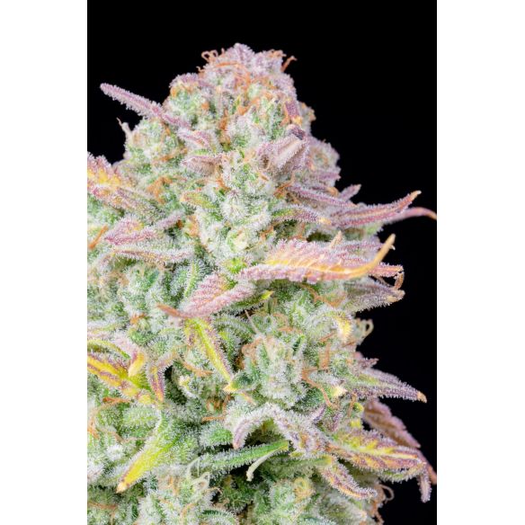 ORIGINAL TRAINWRECK AUTO X1-FAST BUDS