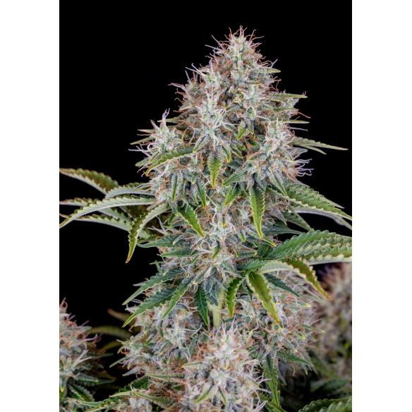 ORIGINAL CINDERELLA AUTO X1-FAST BUDS