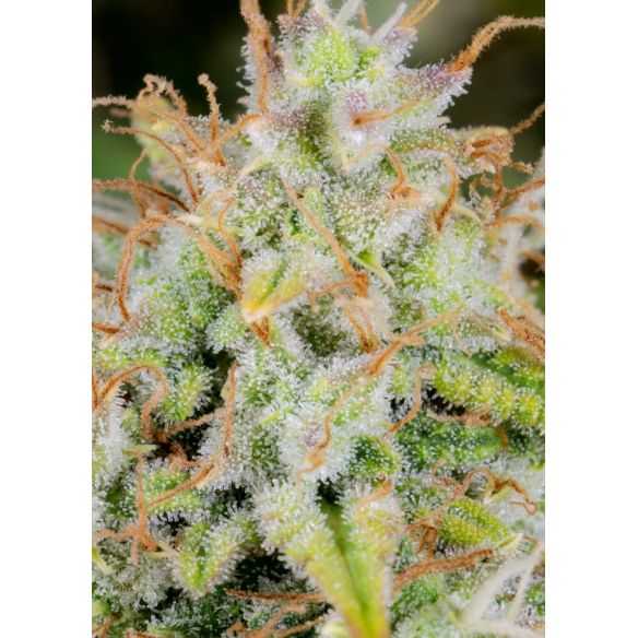 ORIGINAL CINDERELLA AUTO X1-FAST BUDS