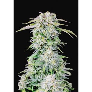 ORIGINAL AFGHAN KUSH AUTO...