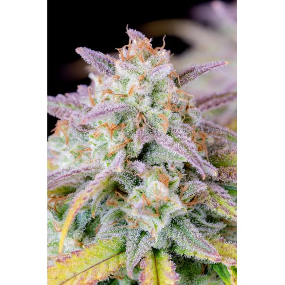 ORIGINAL AFGHAN KUSH AUTO X1-FAST BUDS