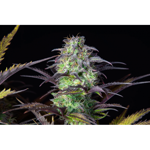 ORIGINAL BLUEBERRY AUTO X1-FAST BUDS