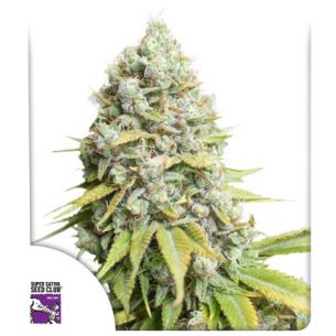 KOSHER HAZE FEM X3-SUPER...