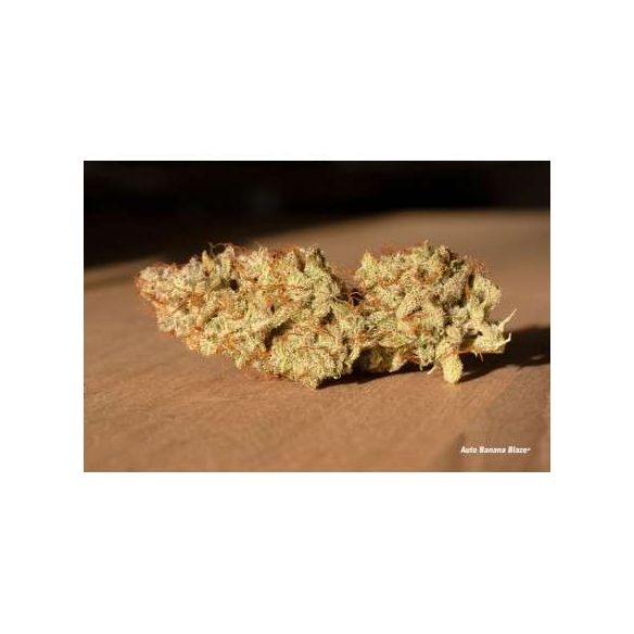 BANANA BLAZE AUTO X7-DUTCH PASSION