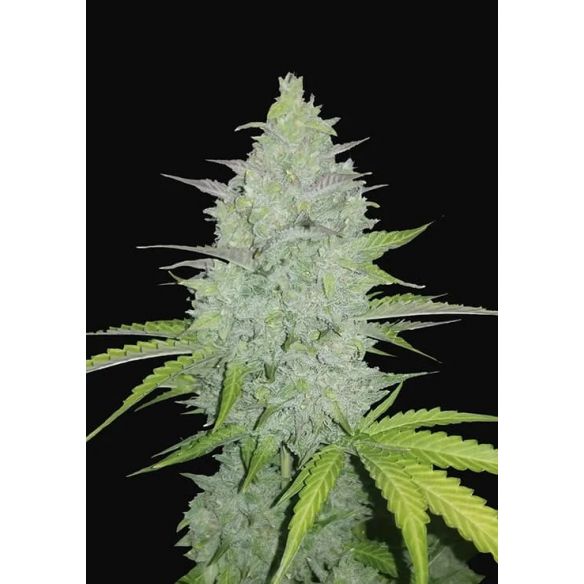 ORIGINAL CHEESE AUTO X3-FAST BUDS