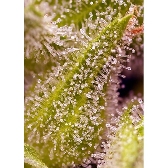 SWEET CHERRY PIE FEM® X3+1-SWEET SEEDS