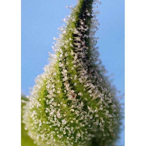 BRUCE BANNER AUTO® X5+2-SWEET SEEDS