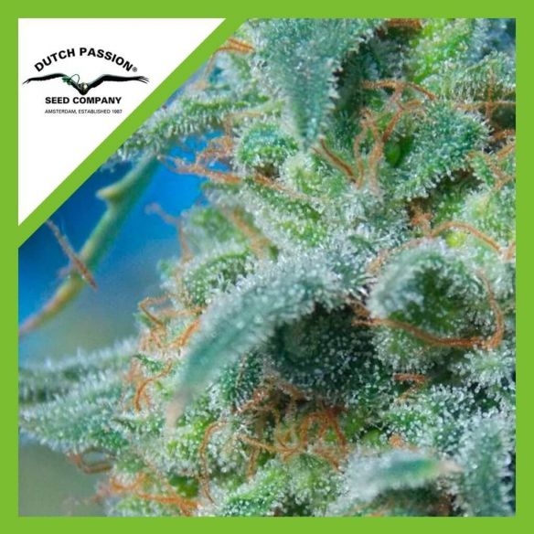 WHITE WIDOW  AUTO X3-DUTCH PASSION