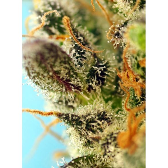 SWEET ZENZATION XL AUTO® X3+1-SWEET SEEDS