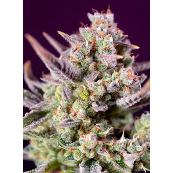SWEET ZENZATION XL AUTO® X3+1-SWEET SEEDS