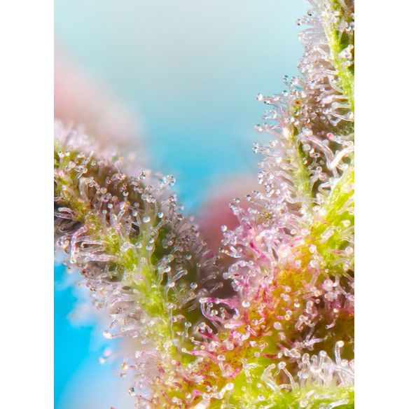 PURPLE PUNCH OG XL AUTO® X5+2-SWEET SEEDS