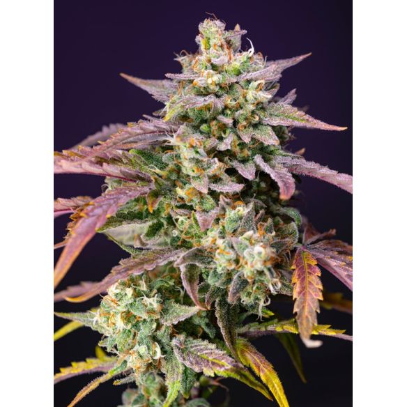 PURPLE PUNCH OG XL AUTO® X3+1-SWEET SEEDS