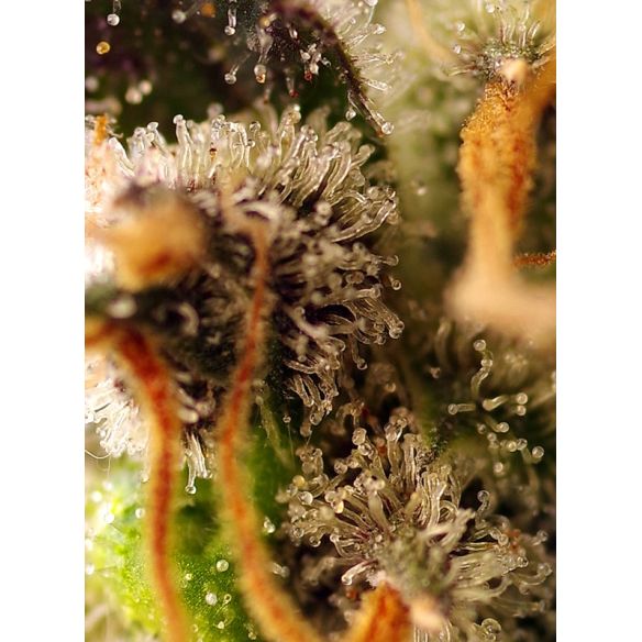 GORILLA SHERBET F1 FEM® X3+1-SWEET SEEDS