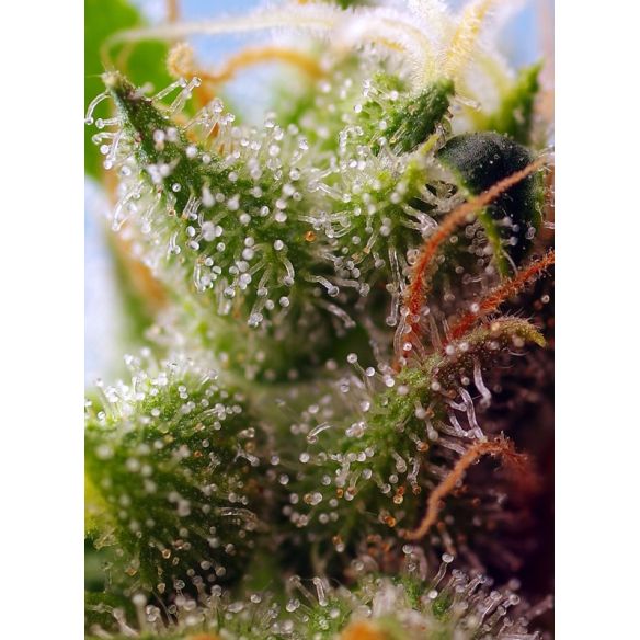 SKYWALKER OG RUNTZ XL AUTO® X3+1-SWEET SEEDS