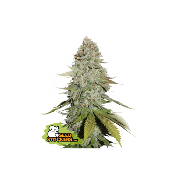 GORILLA GLUE FEM X3-SEEDSTOCKERS