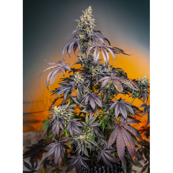 RED GORILLA GIRL XL AUTO® X3+1-SWEET SEEDS
