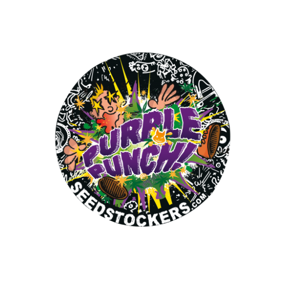 PURPLE PUNCH  AUTO X3-SEEDSTOCKERS