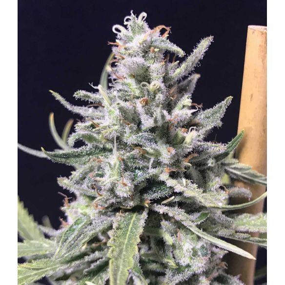 THUNDER AUTO X5-RKIEM SEEDS