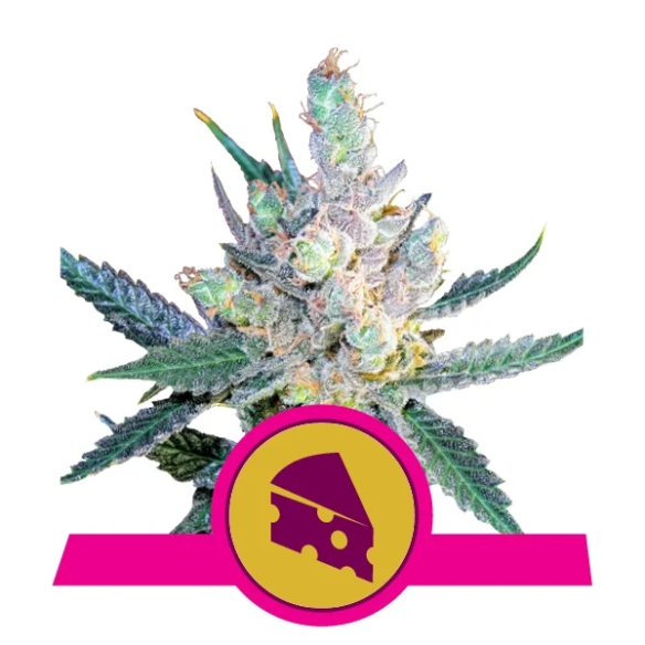 ROYAL CHEESE FAST  FEM X3-ROYAL QUEEN SEEDS
