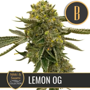 NIKKI & SWAMI'S LEMON OG...