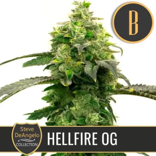 STEVE'S HELLFIRE OG FEM X3...