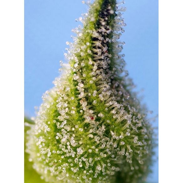 BRUCE BANNER AUTO® X3+1-SWEET SEEDS