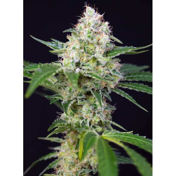 CRYSTAL CANDY  FEM® X3+1-SWEET SEEDS