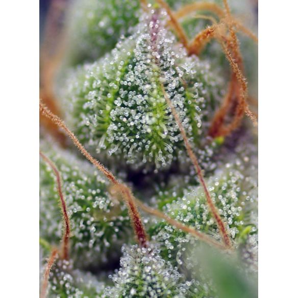CRYSTAL CANDY  FEM® X3+1-SWEET SEEDS