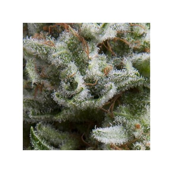 ANESTHESIA AUTO X3+1-PYRAMID SEEDS